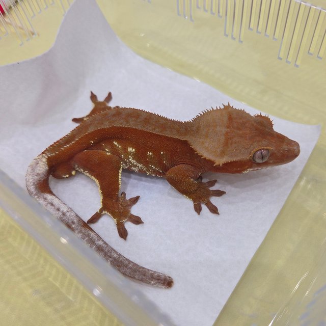 레드 바이 화이트포트홀 풀핀