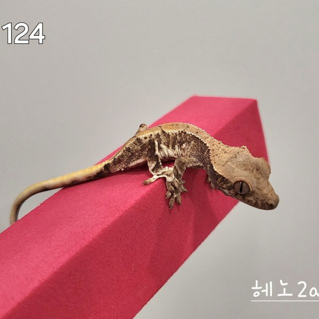 릴리화이트