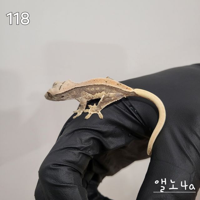 릴리화이트