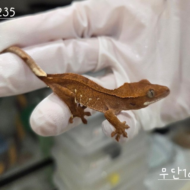 레드 바이 화이트포트홀