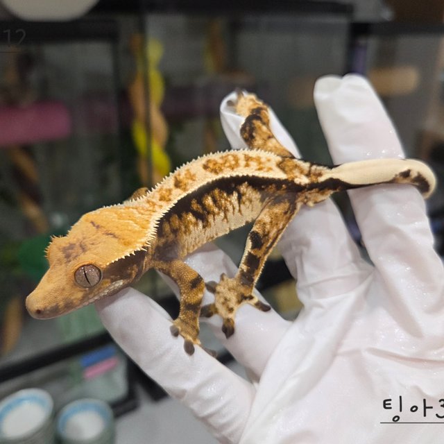 트라이 익스트림할리퀸 핀스트라이프