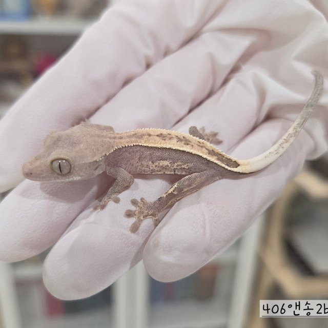 Cappuccino Hypo