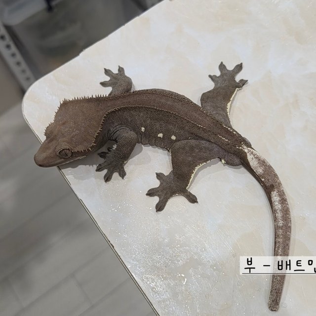 Axanthic