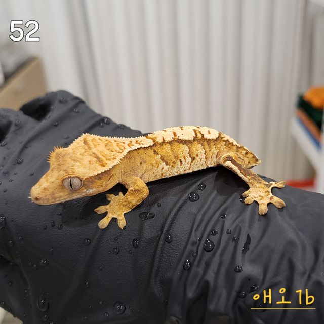 익스트림할리퀸 크림시클 노멀