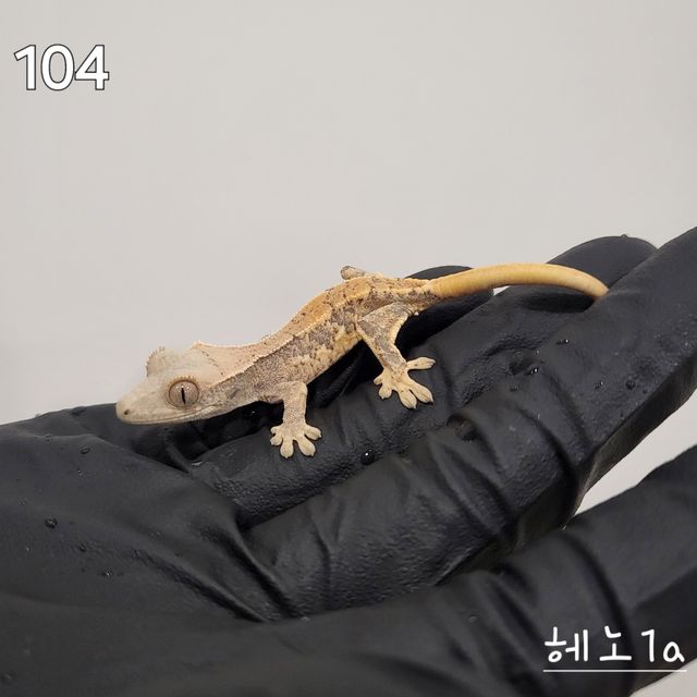 릴리화이트