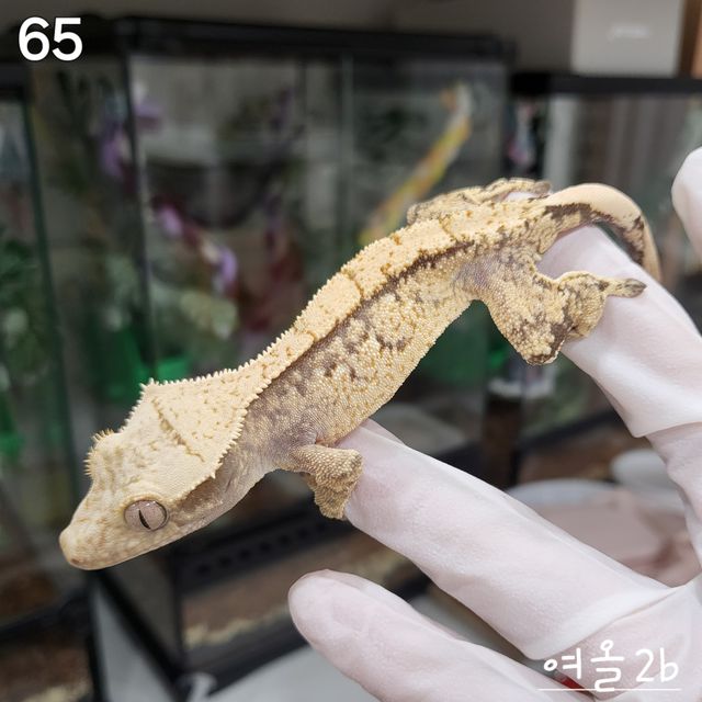 트라이 익스트림할리퀸