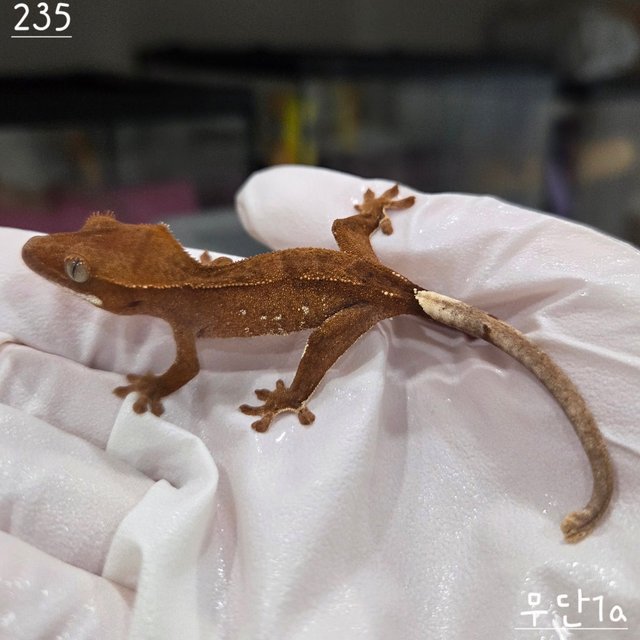 레드 바이 화이트포트홀