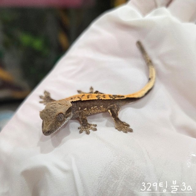 트라이 익스트림할리퀸