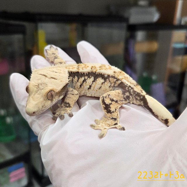 트라이 익스트림할리퀸 드리피 화이트스팟