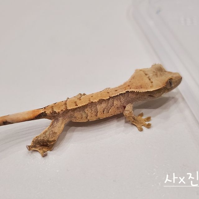 노멀 트라이 익스트림할리퀸