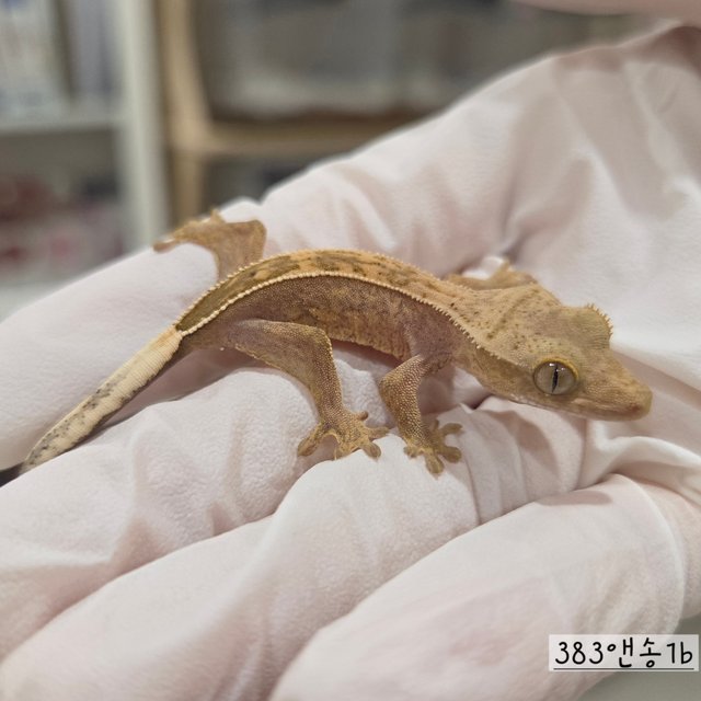 Full Pinstripe Hypo