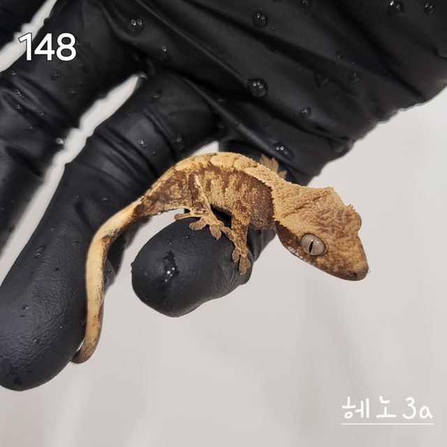 드리피 노멀 익스트림할리퀸