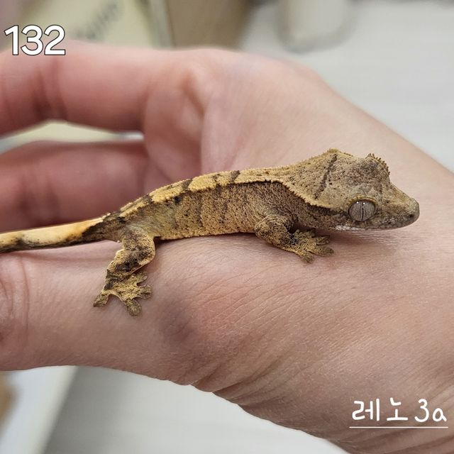 노멀 크림시클