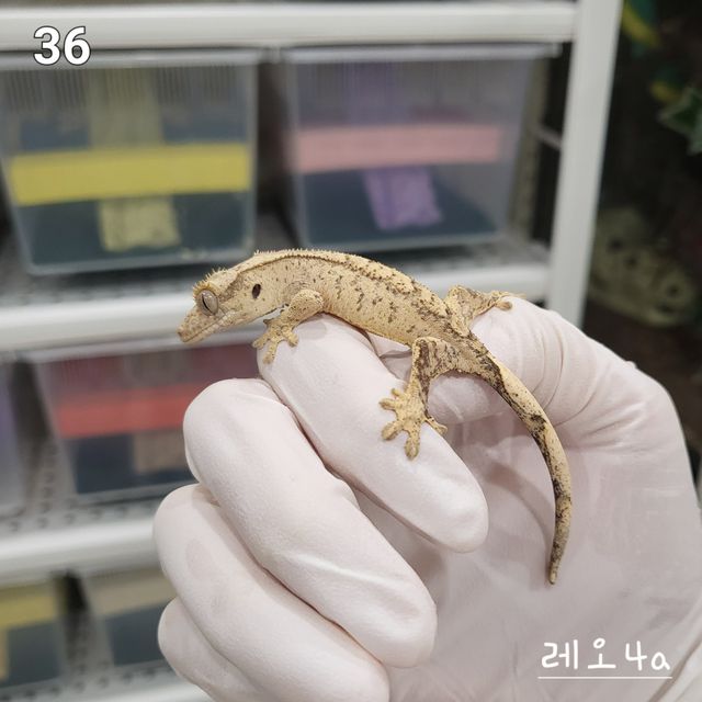 노멀 옐로우 크림시클