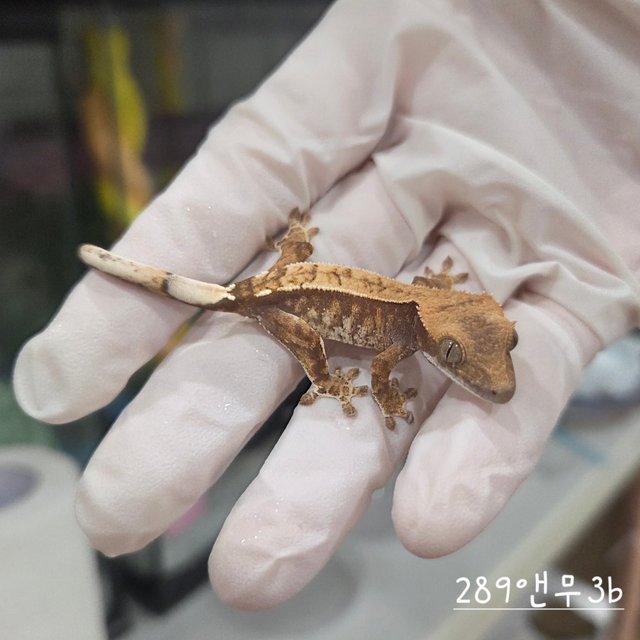 익스트림할리퀸 화이트핀