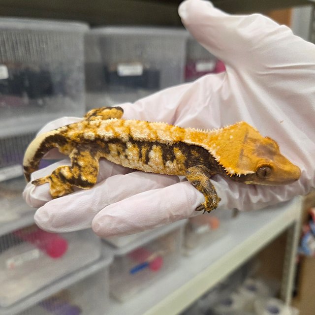 드리피 트라이 익스트림할리퀸