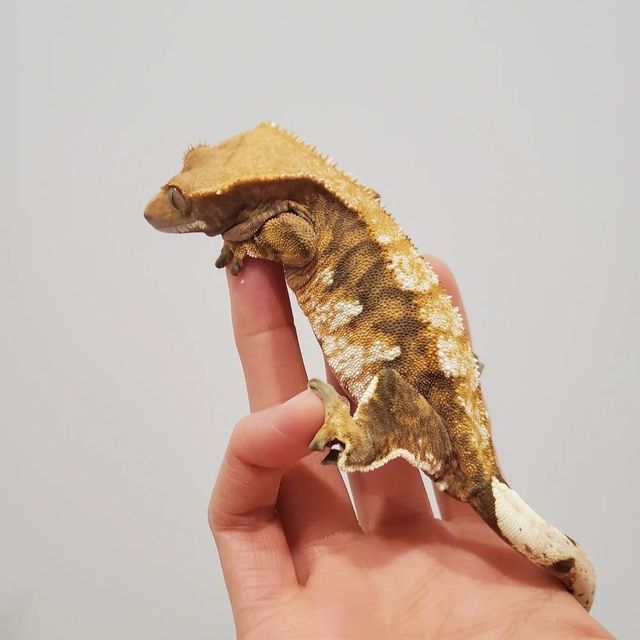 텐저린 트라이 익스트림할리퀸