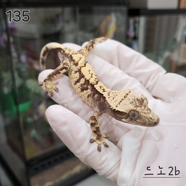 익스트림할리퀸