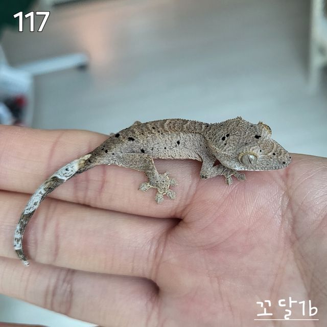 달마시안