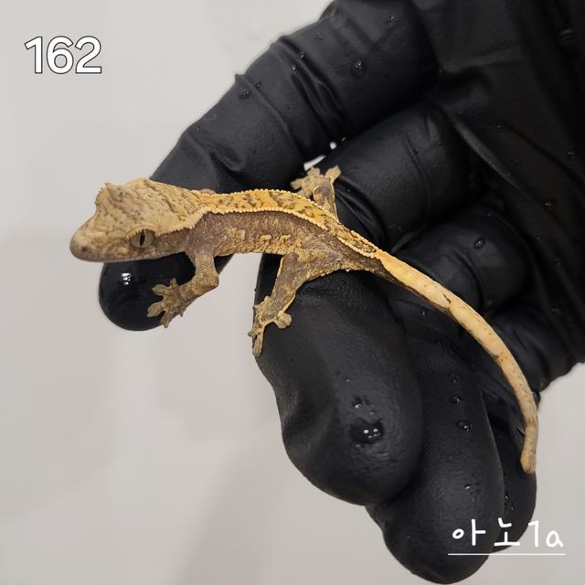 트라이 익스트림할리퀸 핀스트라이프