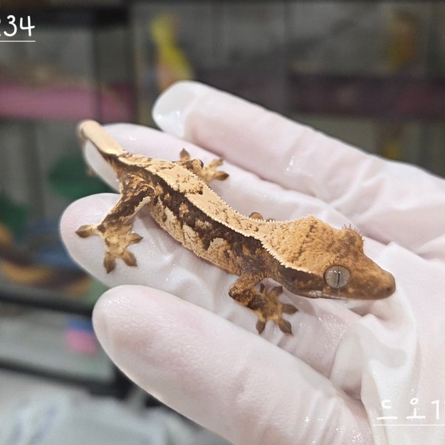 트라이 익스트림할리퀸 핀스트라이프