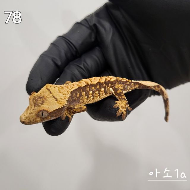 노멀 익스트림할리퀸