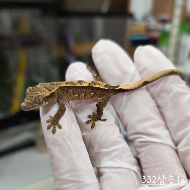 슈퍼달마시안 익스트림할리퀸