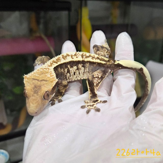 카푸치노 화이트핀