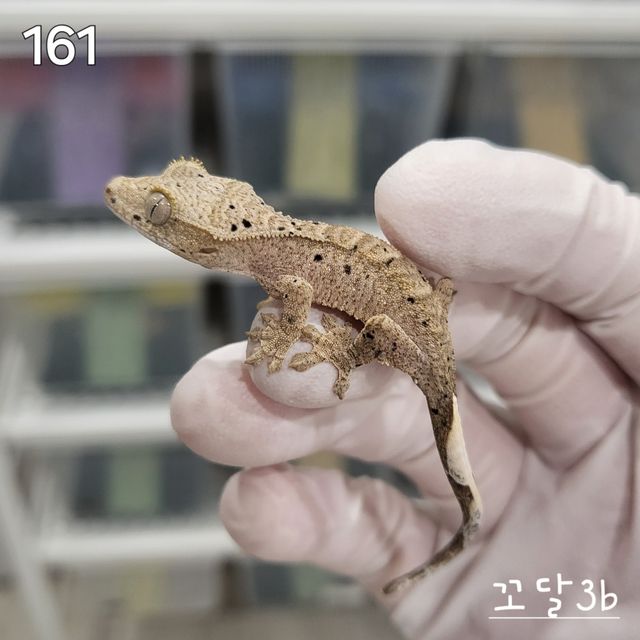 달마시안