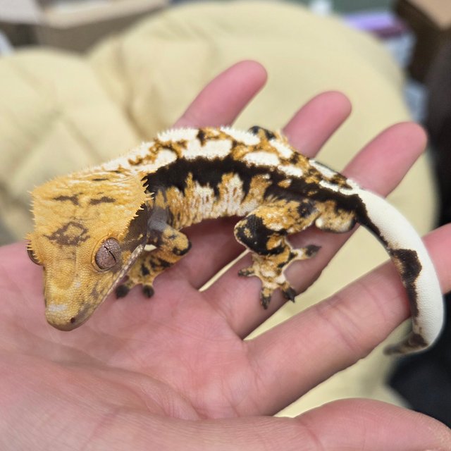 트라이 익스트림할리퀸