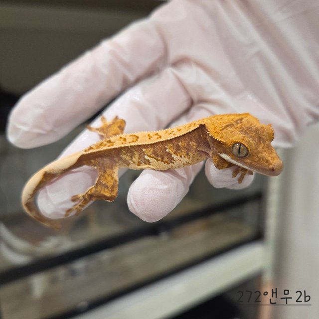 트라이 익스트림할리퀸 핀스트라이프