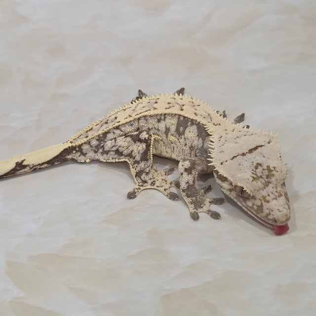 풀핀 드리피 화이트스팟