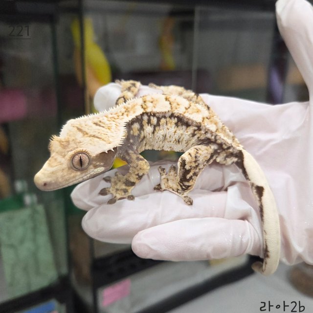 드리피 화이트스팟