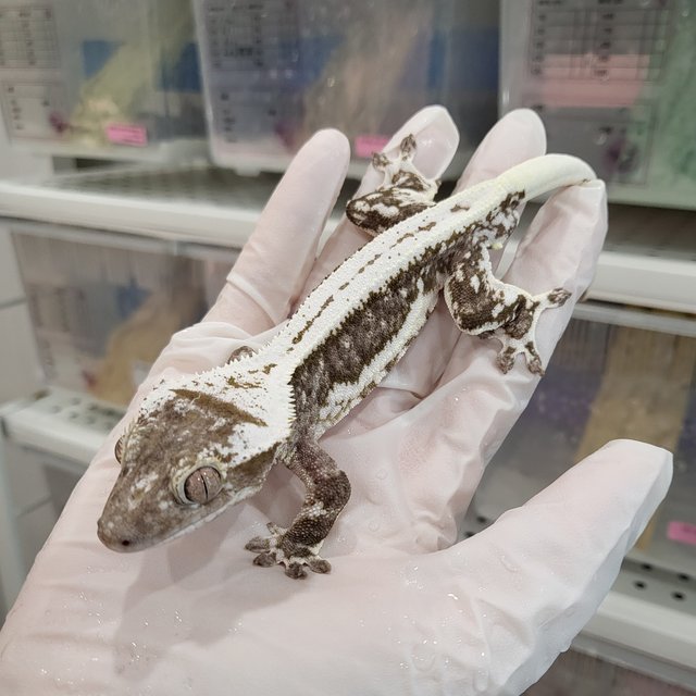 트라이 익스트림할리퀸 드리피 핀스트라이프