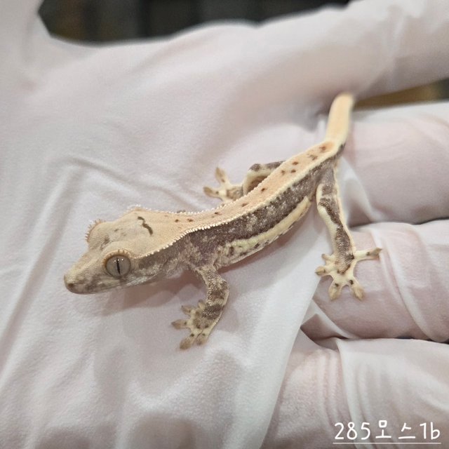 릴리100%헷아잔틱