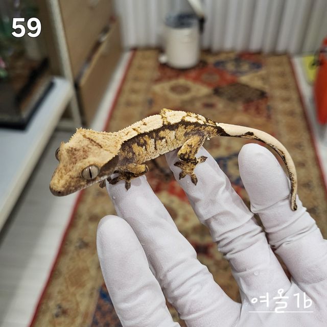 노멀 트라이 익스트림할리퀸 화이트스팟