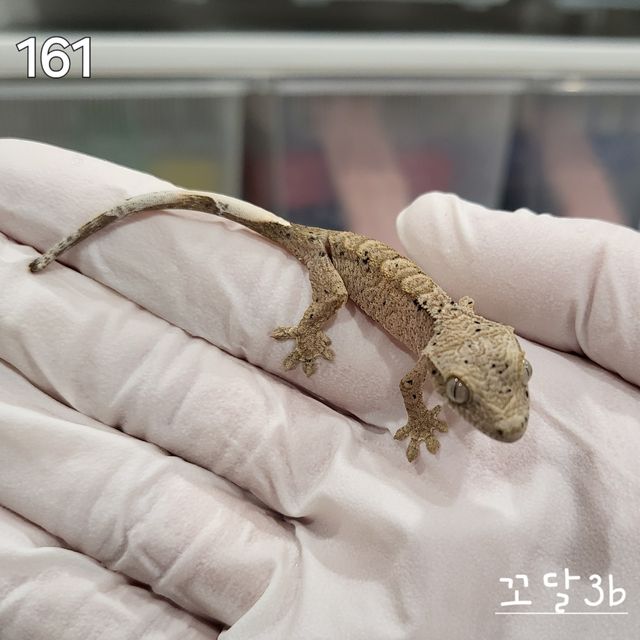 달마시안