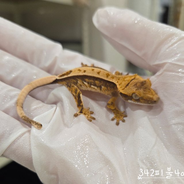 트라이 익스트림할리퀸 풀핀