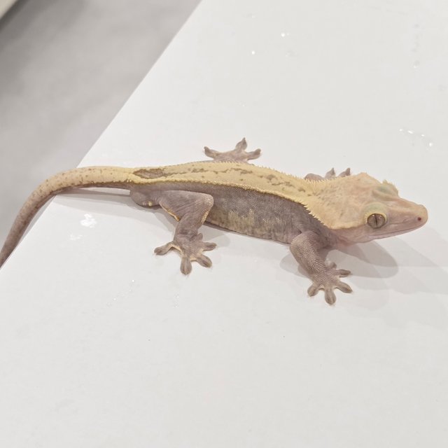 Hypo