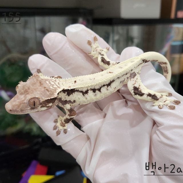 프라푸치노