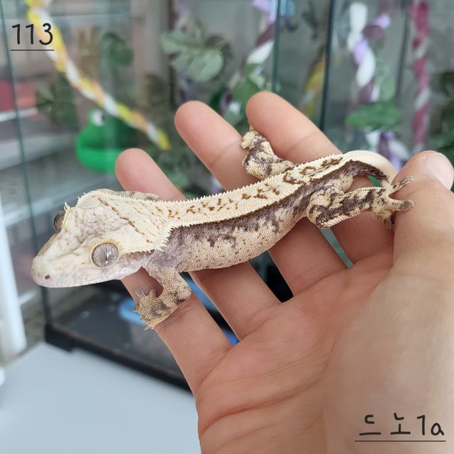 트라이 익스트림할리퀸 핀스트라이프
