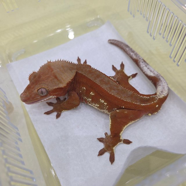 레드 바이 화이트포트홀 풀핀