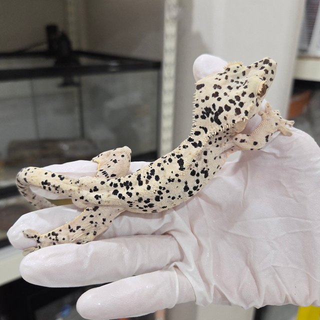 Super Dalmatian