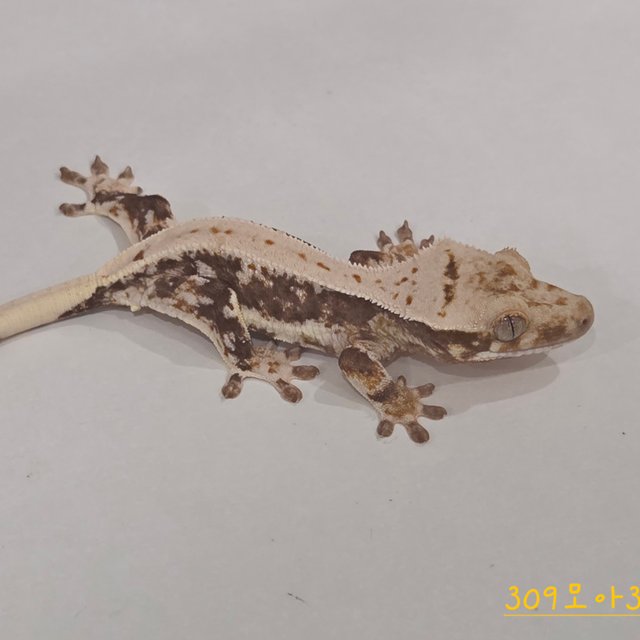 Lilly 100% Het Axanthic