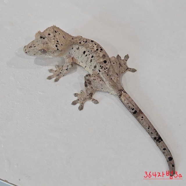Super Dalmatian
