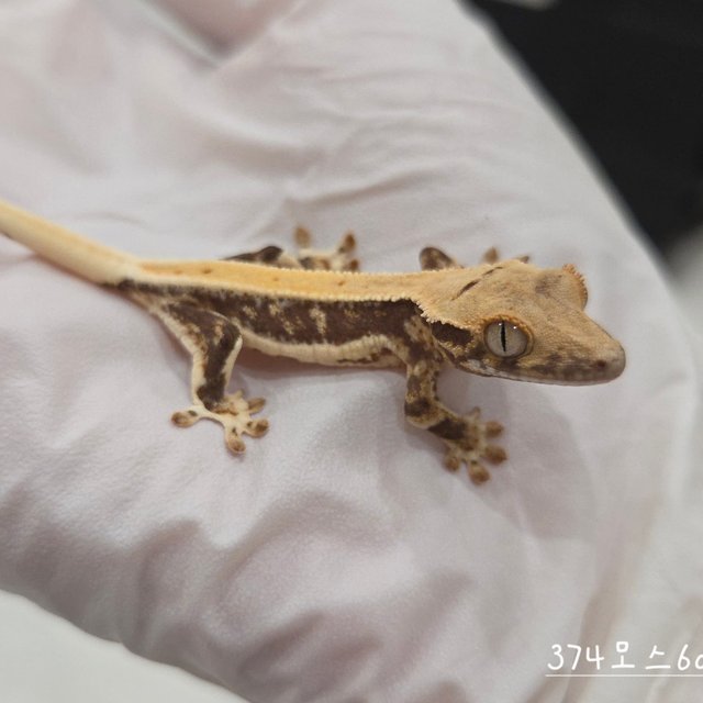 Lilly 100% Het Axanthic