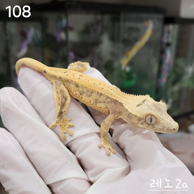 릴리화이트 텐저린