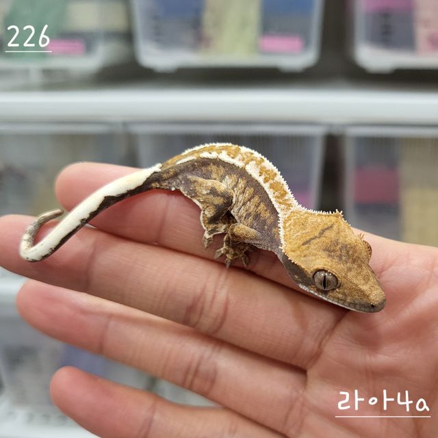 카푸치노 트라이 익스트림할리퀸 핀스트라이프
