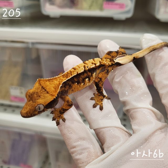 트라이 익스트림할리퀸