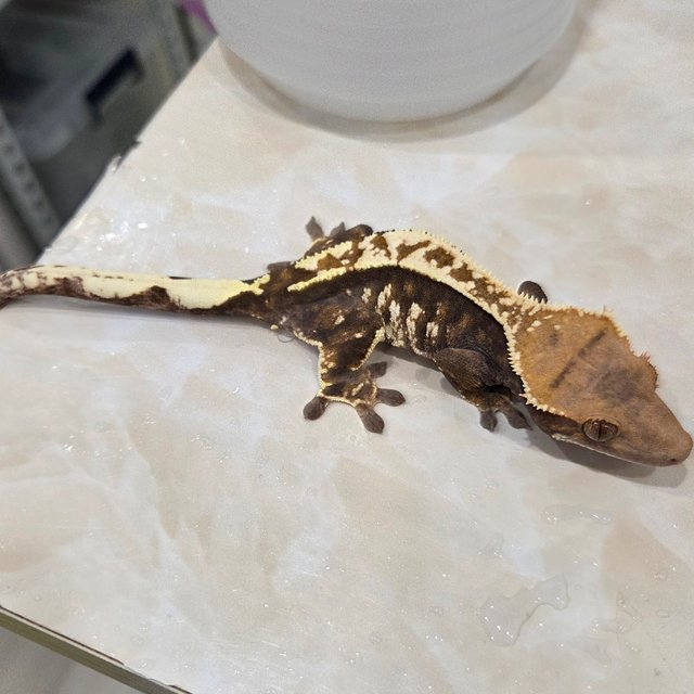 카푸치노 화이트핀